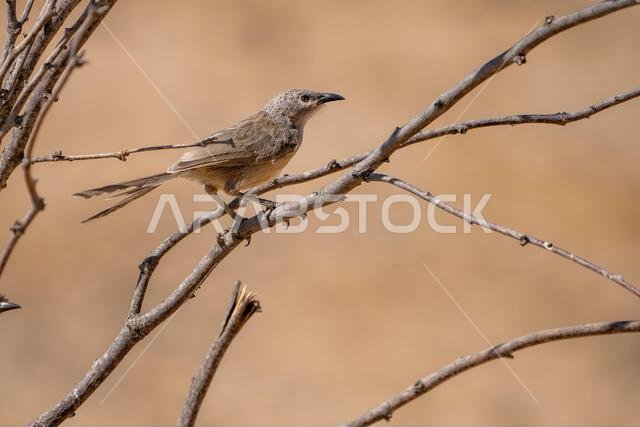 Arabian babbler (Argya squamiceps)
