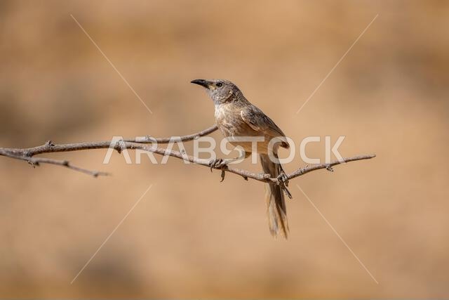 Arabian babbler (Argya squamiceps)