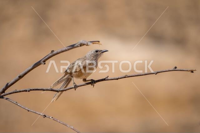 Arabian babbler (Argya squamiceps)