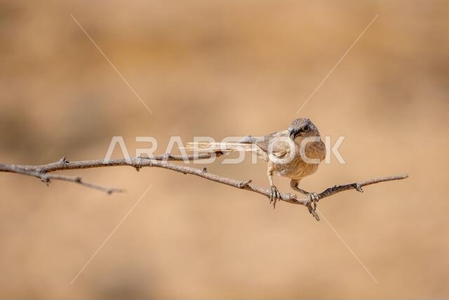 Arabian babbler (Argya squamiceps)