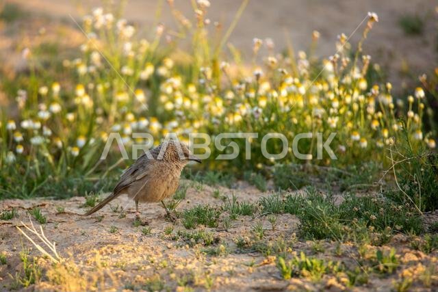 ثرثار عربي (Argya squamiceps)