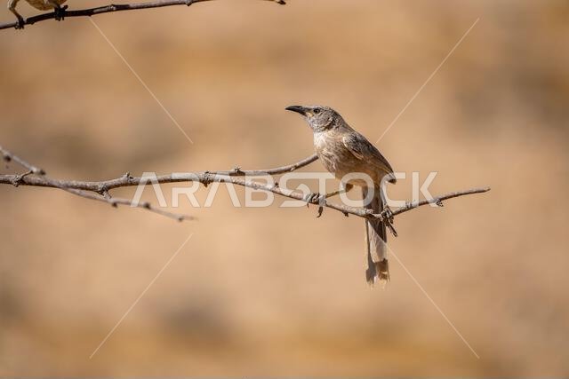 Arabian babbler (Argya squamiceps)