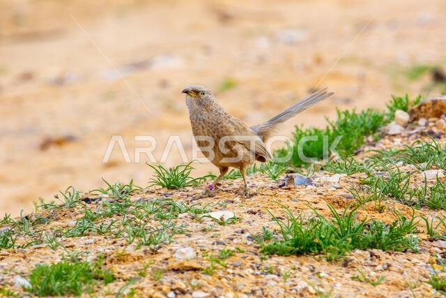 Arabian babbler (Argya squamiceps)