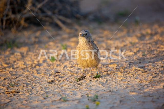 Arabian babbler (Argya squamiceps)