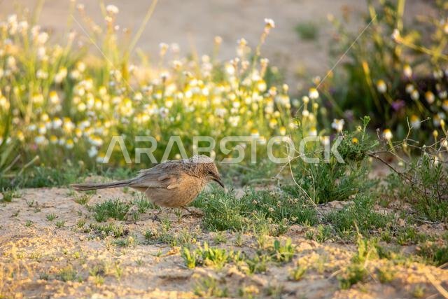 ثرثار عربي (Argya squamiceps)