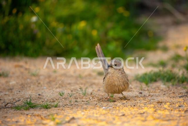 Arabian babbler (Argya squamiceps)