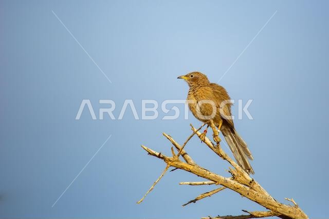 Arabian babbler (Argya squamiceps)