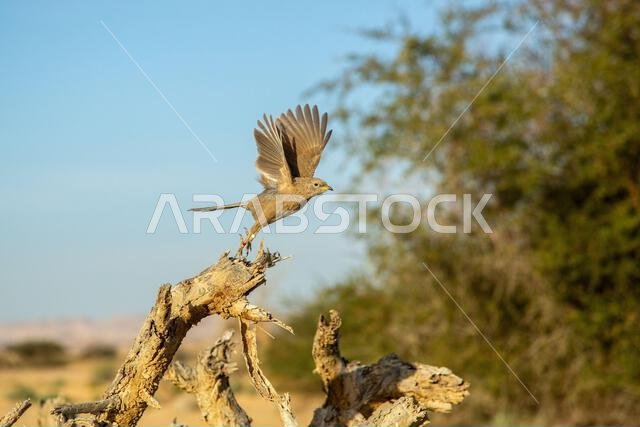 Arabian babbler (Argya squamiceps)