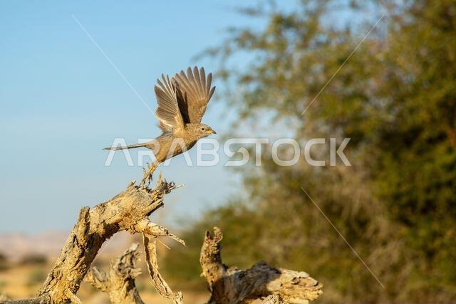ثرثار عربي (Argya squamiceps)