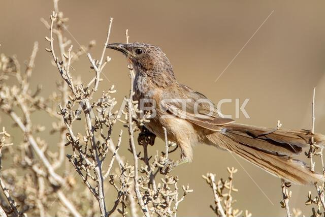 ثرثار عربي (Argya squamiceps)