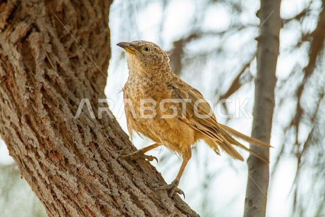 Arabian babbler (Argya squamiceps)
