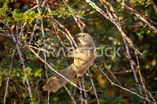 Arabian babbler (Argya squamiceps)