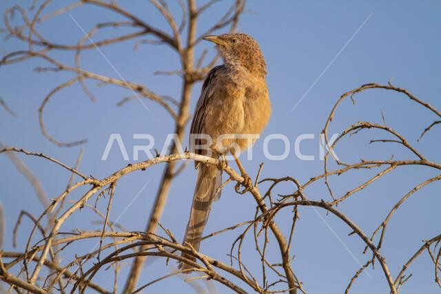 Arabian babbler (Argya squamiceps)