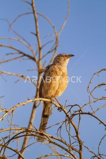 Arabian babbler (Argya squamiceps)