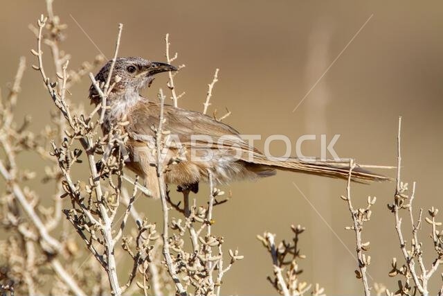 Arabian babbler (Argya squamiceps)