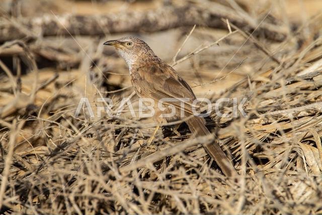 Arabian babbler (Argya squamiceps)