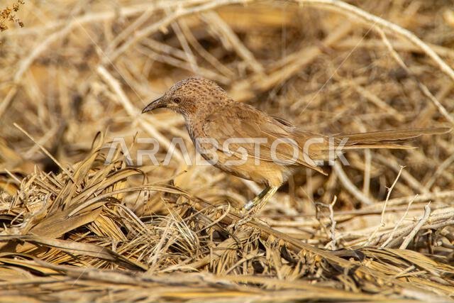 Arabian babbler (Argya squamiceps)