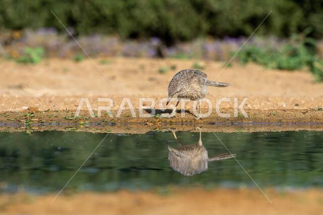 Arabian babbler (Argya squamiceps)