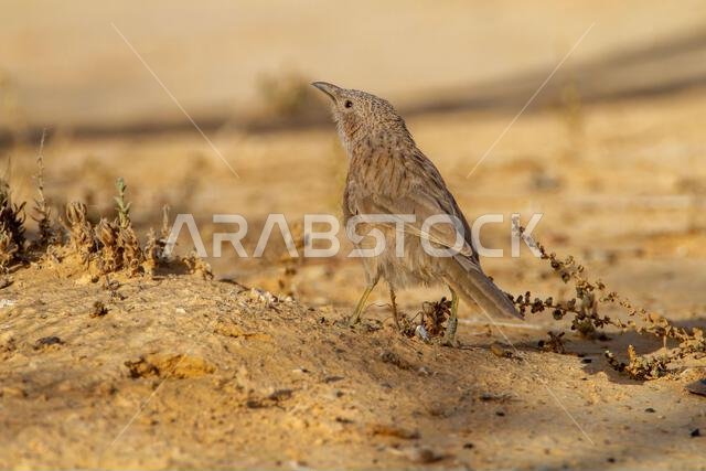 Arabian babbler (Argya squamiceps)