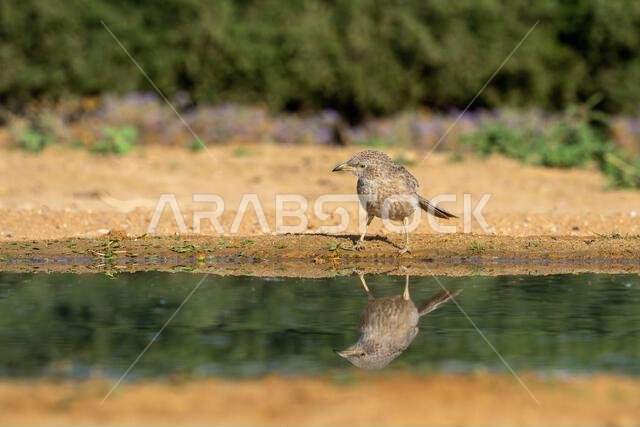ثرثار عربي (Argya squamiceps)