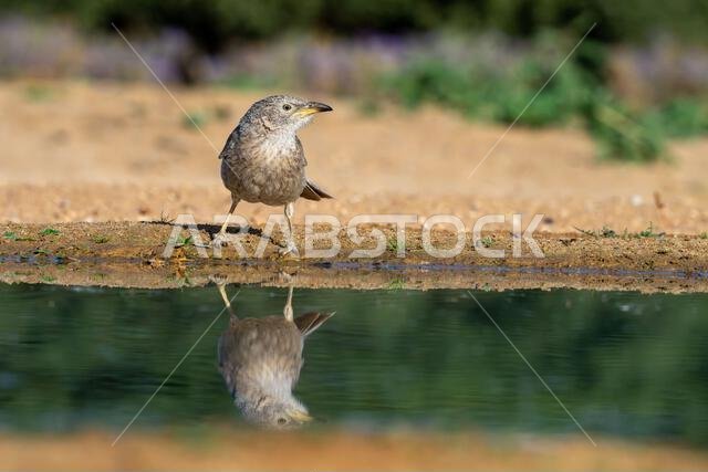 Arabian babbler (Argya squamiceps)
