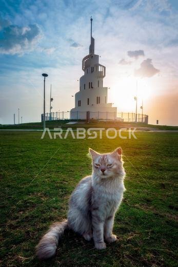 Beautiful cat against the stunning sunrise backdrop on Marjan Island, Dammam, Saudi Arabia. Beautiful cat against the stunning sunrise backdrop on Marjan Island, Dammam, Saudi Arabia.