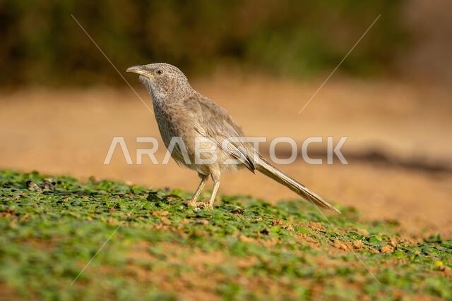 Arabian babbler (Argya squamiceps)