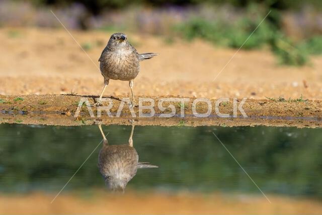 Arabian babbler (Argya squamiceps)