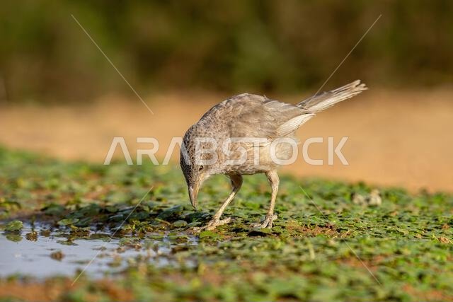 Arabian babbler (Argya squamiceps)