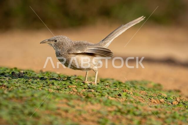 Arabian babbler (Argya squamiceps)