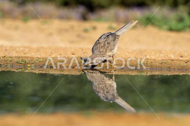 ثرثار عربي (Argya squamiceps)
