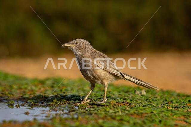 Arabian babbler (Argya squamiceps)