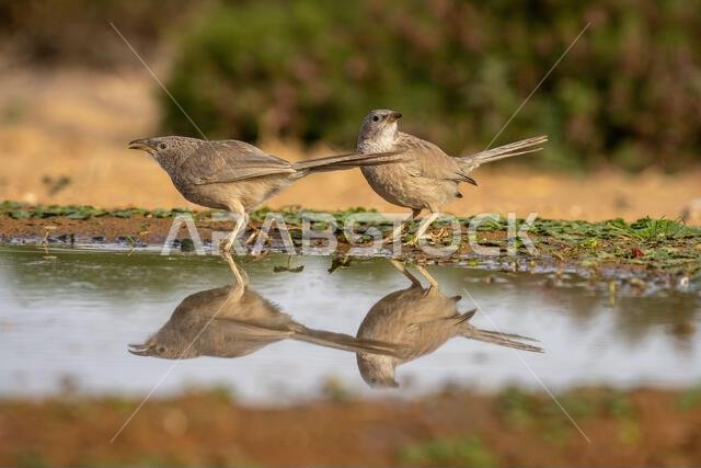 Arabian babbler (Argya squamiceps)