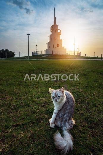 Beautiful cat against the stunning sunrise backdrop on Marjan Island, Dammam, Saudi Arabia.