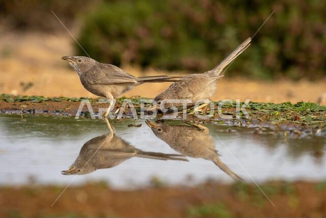 Arabian babbler (Argya squamiceps)