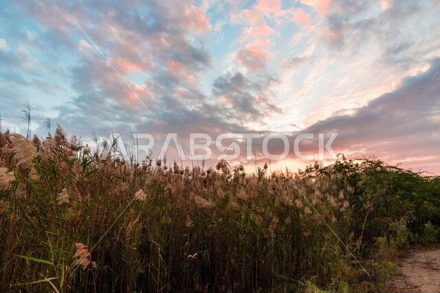 Sunset view from the green valley of Jeddah, Saudi Arabia. Sunset view from the green valley of Jeddah, Saudi Arabia.