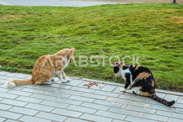 Stray cats in park-various