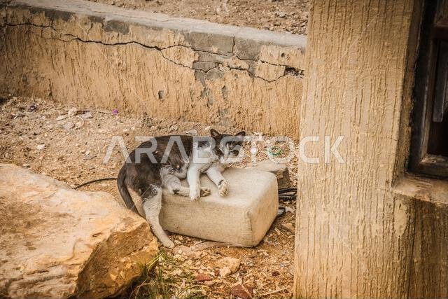 Stray cats in park-various