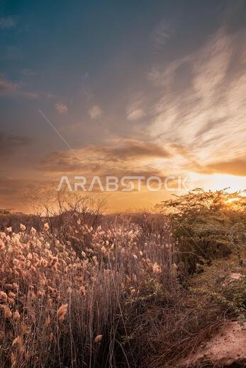 Sunset sky and desert nature