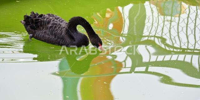 A black swan drinking water