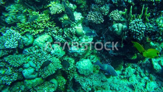 corals in the shallow waters of the red sea. fish feed on the reef.