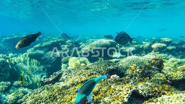 corals in the shallow waters of the red sea. fish feed on the reef.