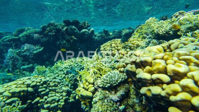 الشعاب المرجانية في المياه الضحلة للبحر الأحمر. تتغذى الأسماك على الشعاب المرجانية.
