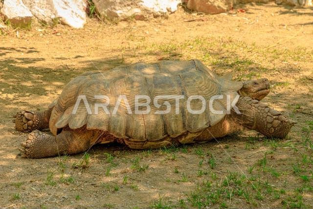 سلحفاة أفريقية ذات مهاميز تمشي على العشب. Centrochelys sulcata، نوع من عائلة السلاحف الأرضية (Testudinidae). سلحفاة أرضية بالغة موطنها الأصلي الصحراء الكبرى.