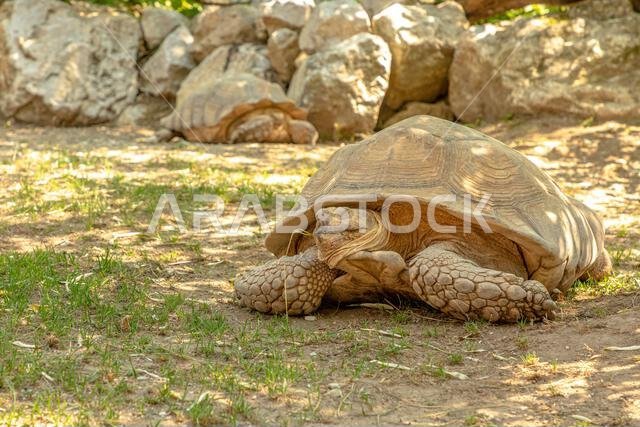سلحفاة: سلحفاة أفريقية ذات مهاميز تمشي على العشب. Centrochelys sulcata، نوع من عائلة Testudinidae. سلحفاة أرضية بالغة موطنها الأصلي...
