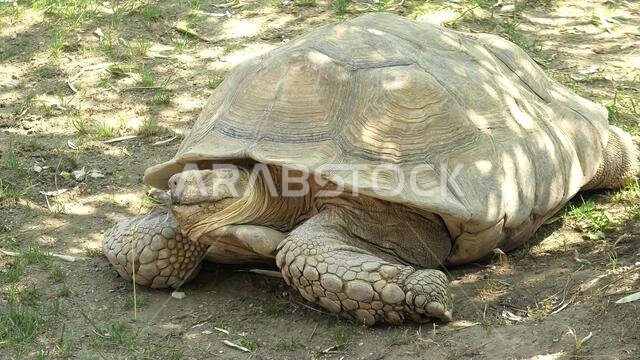 سلحفاة: سلحفاة أفريقية ذات مهاميز تمشي على العشب. Centrochelys sulcata، نوع من عائلة Testudinidae. سلحفاة أرضية بالغة موطنها الأصلي... سلحفاة: سلحفاة أفريقية ذات مهاميز تمشي على العشب. Centrochelys sulcata، نوع من عائلة Testudinidae. سلحفاة أرضية بالغة موطنها الأصلي...