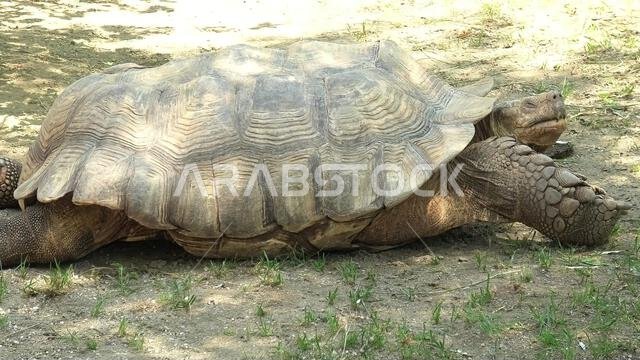 سلحفاة أفريقية ذات مهاميز تمشي على العشب. Centrochelys sulcata، نوع من عائلة السلاحف الأرضية (Testudinidae). سلحفاة أرضية بالغة موطنها الأصلي الصحراء الكبرى.