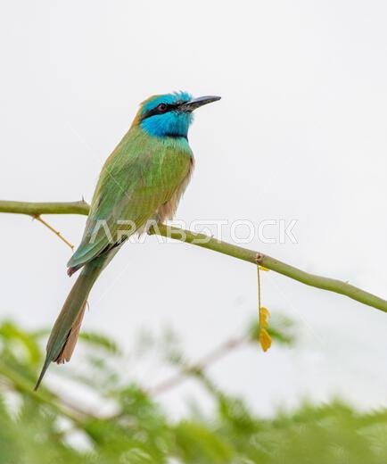 طائر الخضيري الأخضر العربي يجلس على شجرة في الأردن طائر الخضيري الأخضر العربي يجلس على شجرة في الأردن