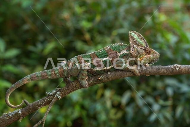 Veiled Chameleon - Chamaeleo calyptratus, large colored beautiful lizard from Arabian Peninsula bushes and forests, Yemen and Saudi Arabia.
