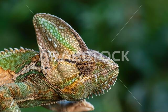 Veiled Chameleon - Chamaeleo calyptratus, large colored beautiful lizard from Arabian Peninsula bushes and forests, Yemen and Saudi Arabia.